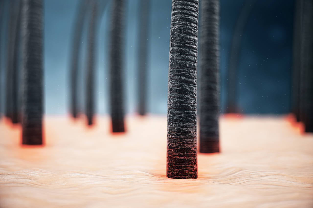 a close up of the hair root in the scalp